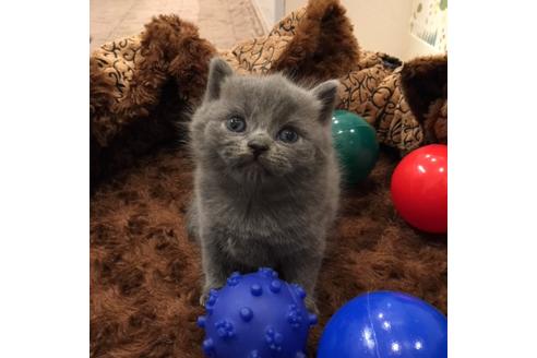 成約済の大阪府のブリティッシュショートヘア-3048の5枚目